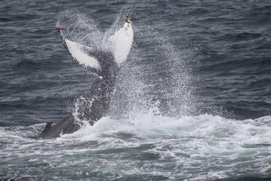 humpback whale fluke high in the air