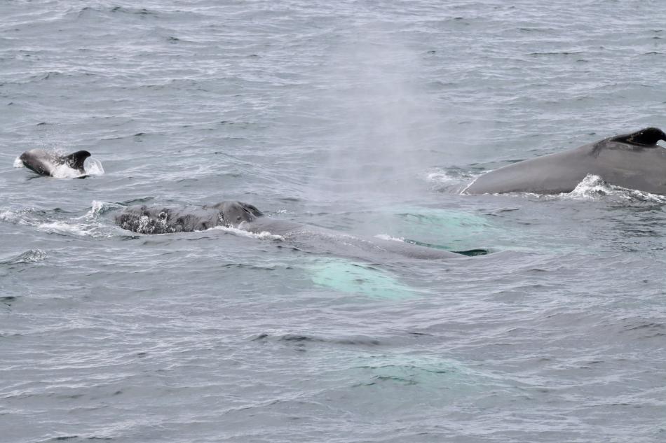 white-beaked dolphin swims with humpback whales