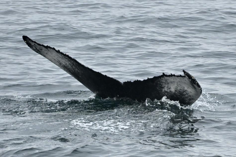 humpback whale fluke