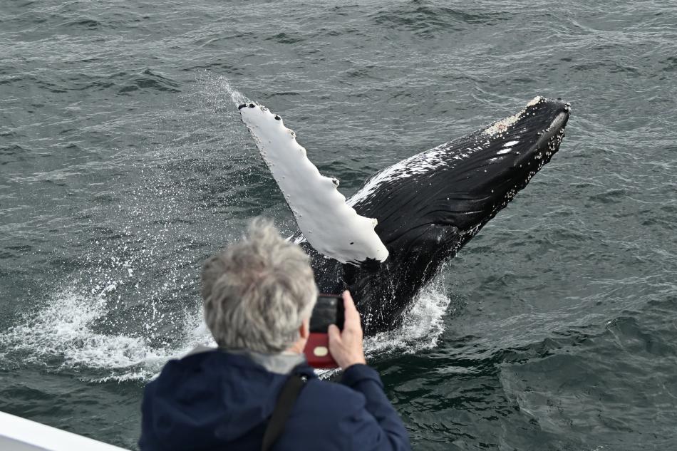 humpback whale breaches right in front of whale watching boat