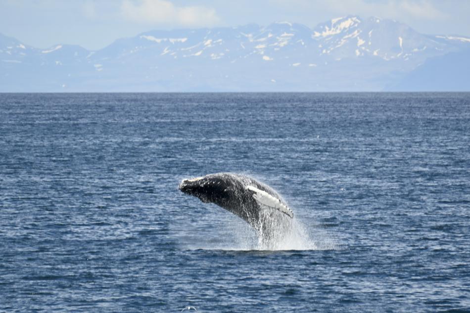 humpback whale breaching in distance
