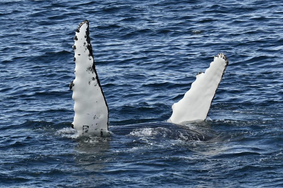 humpback whale's peduncles out of the water