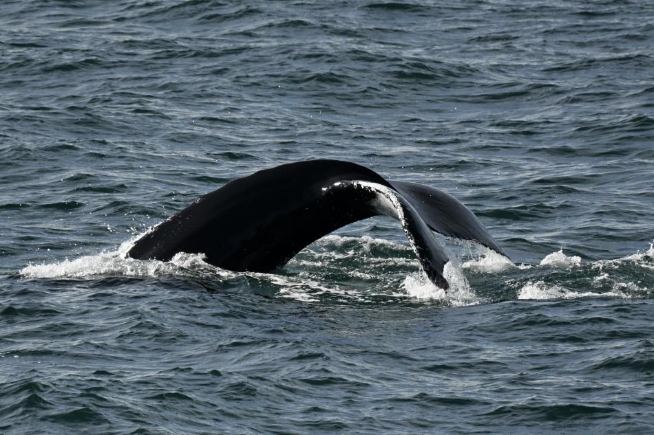 humpback whale fluke
