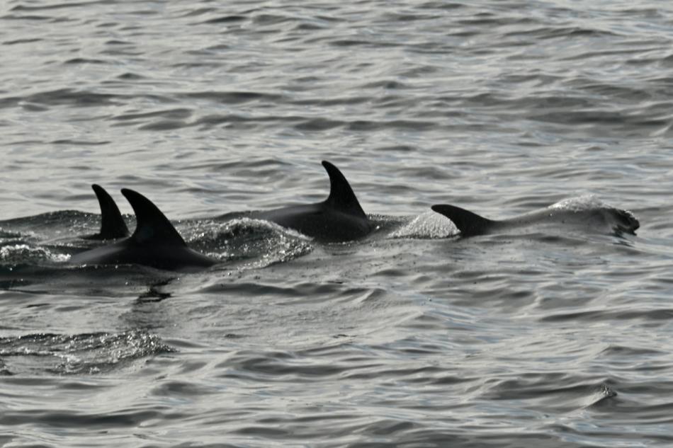 white-beaked dolphins