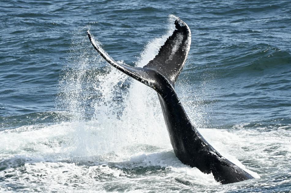 humpback whale tail slaps