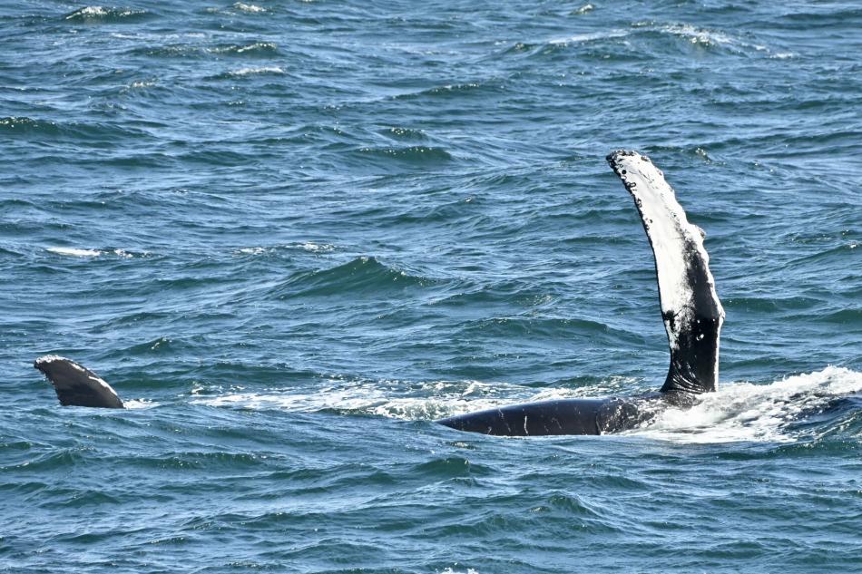 humpback whale rolling