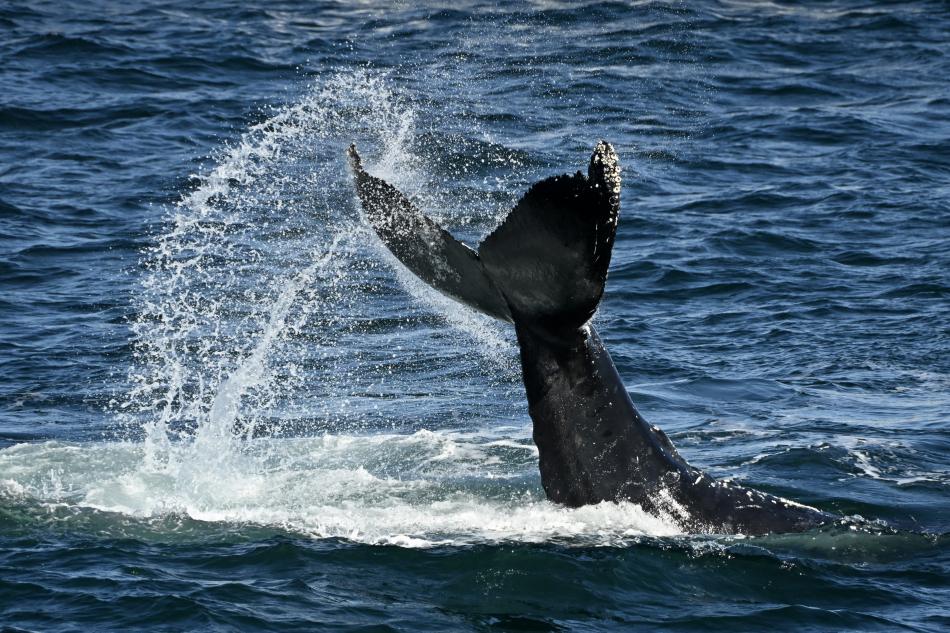 humpback whale tail slapping