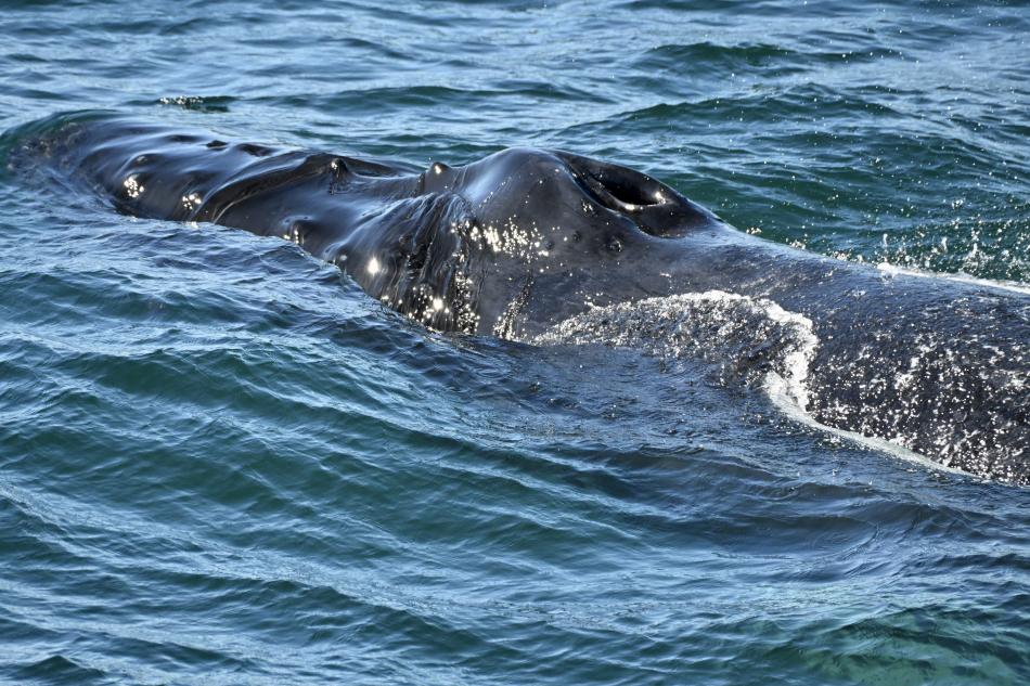 humpback whale head up close