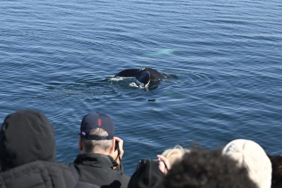 humpback whale dives in front of onlookers