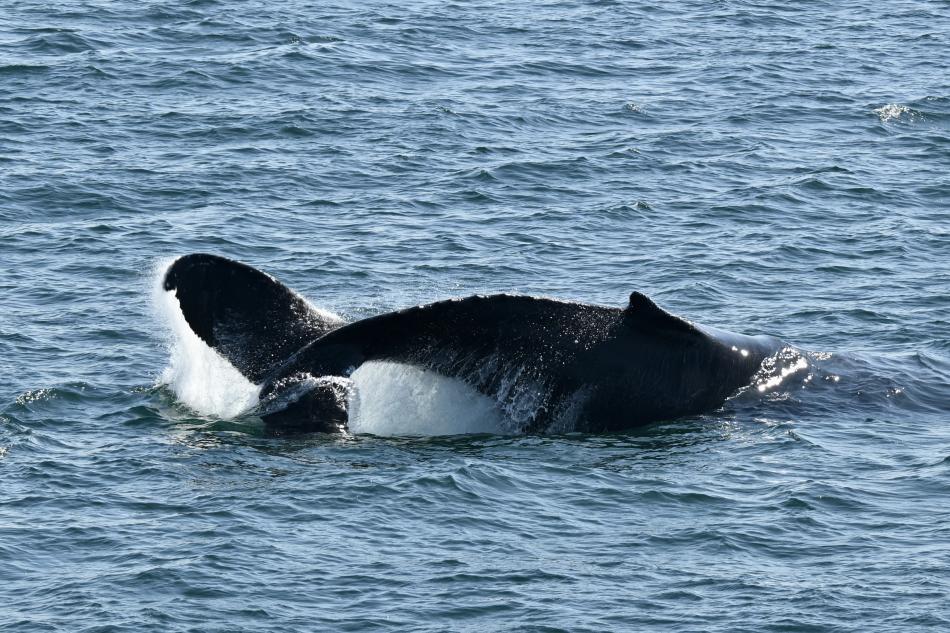 humpback whale preparing to peduncle throw