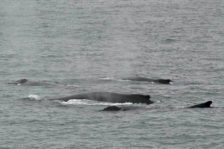 four humpback whales surface together