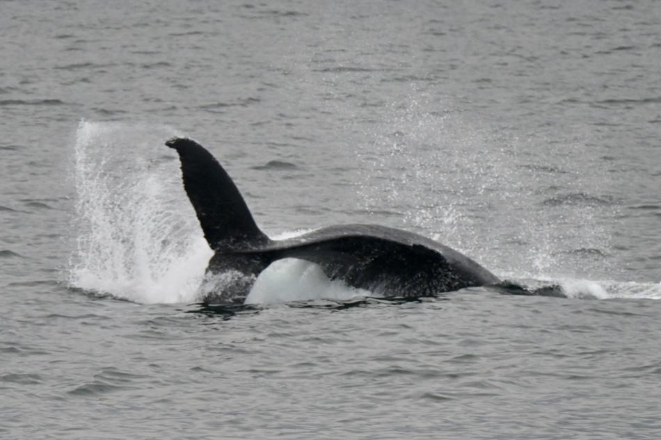 humpback whale throws its peduncle