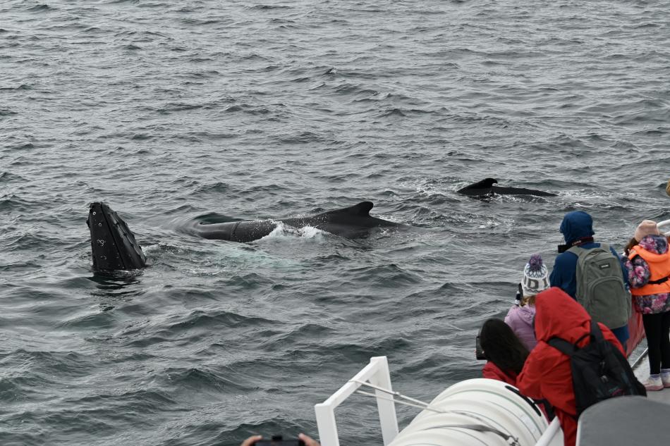 humpback whales surface very close to boat