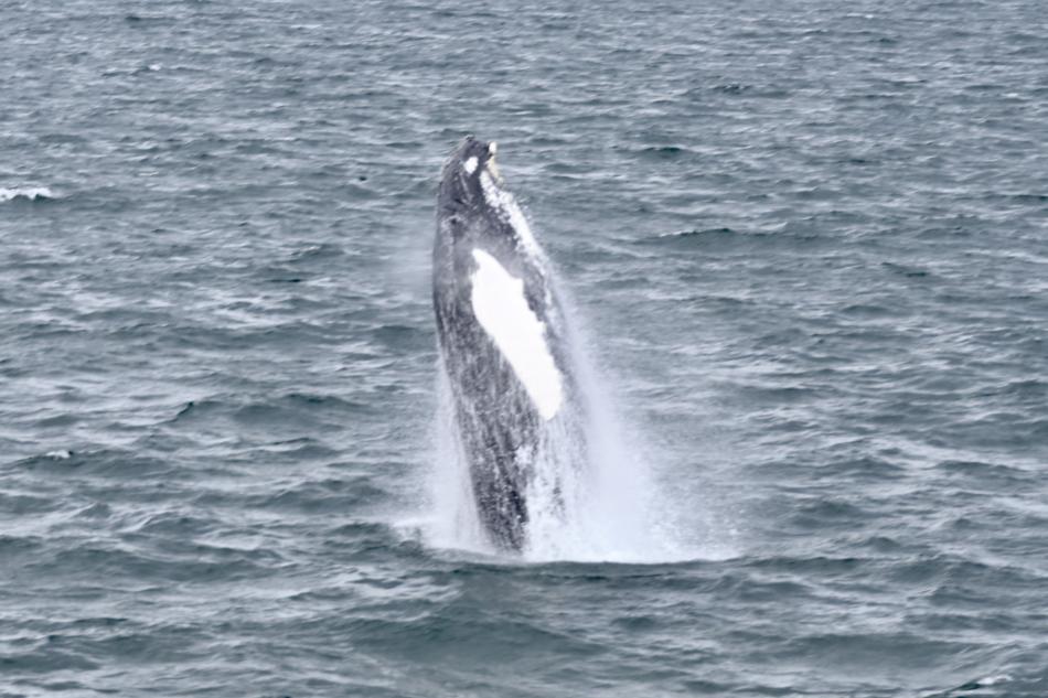 humpback whale breaching