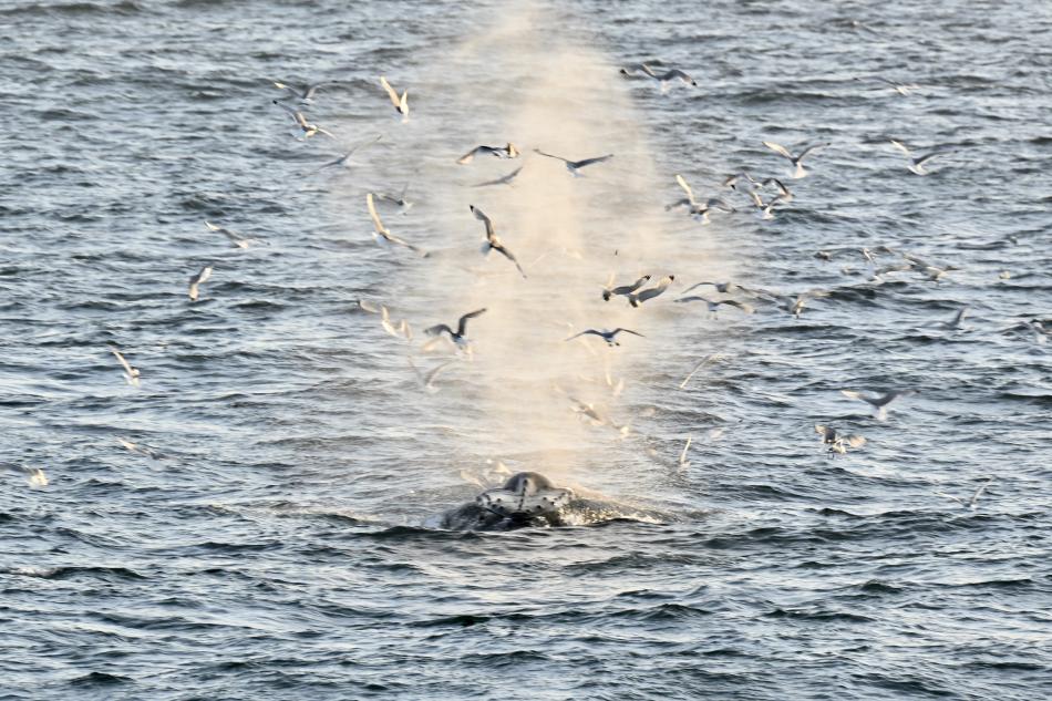 birds fly in humpback whales breath