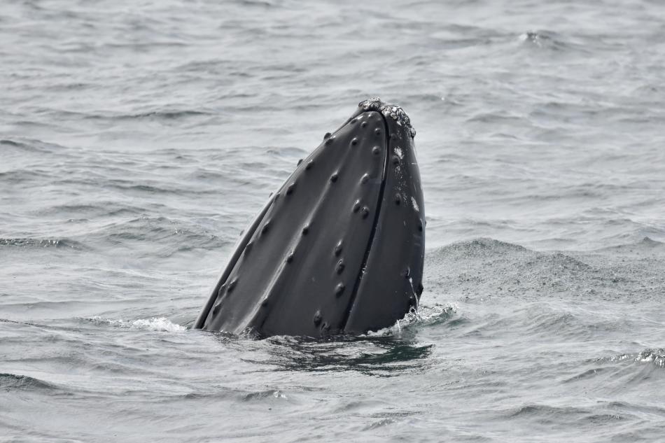 humpback whale spy hopping