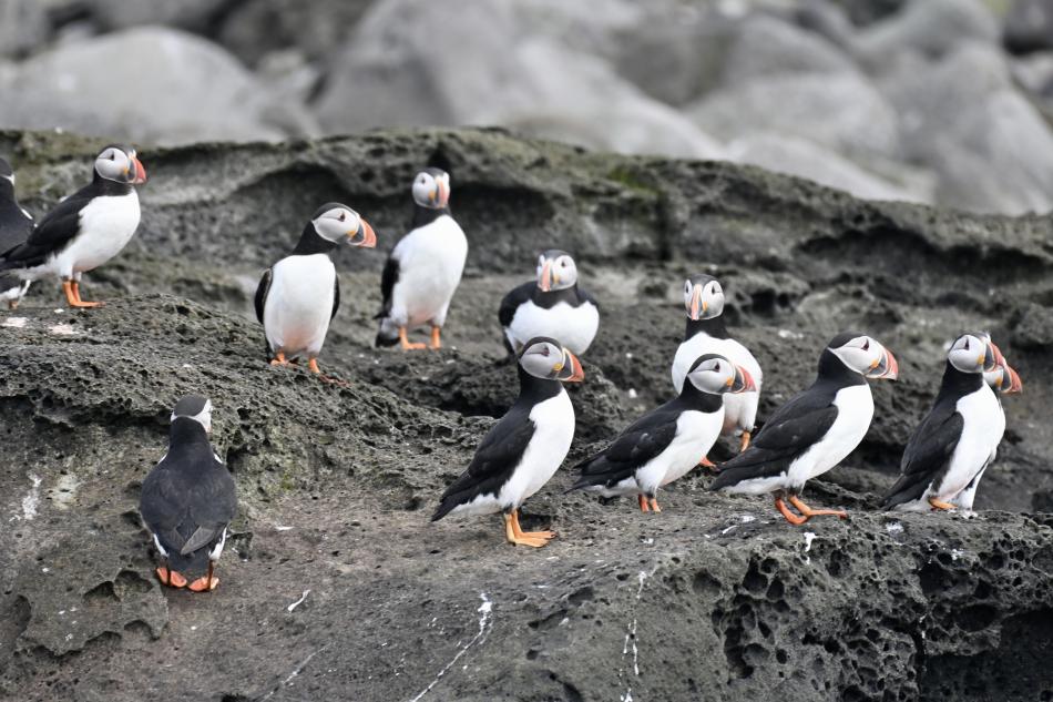 puffins gather on cliff islands near Reykjavik