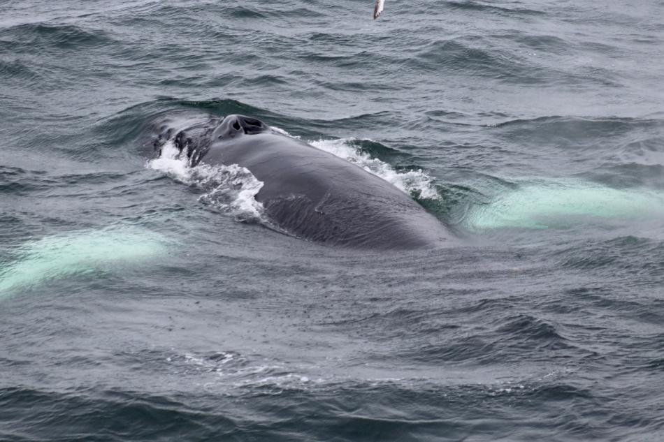 humpback whale surfaces like an airplane underwater