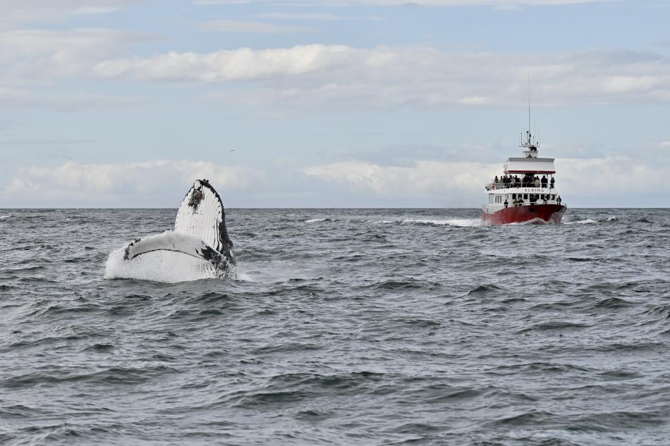 humpback whale breaches backwards towards Elding the whale watching boat