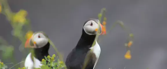 Puffins looking into camera from a flowerfield.