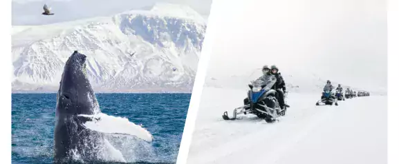 whales & snow all year combo tour