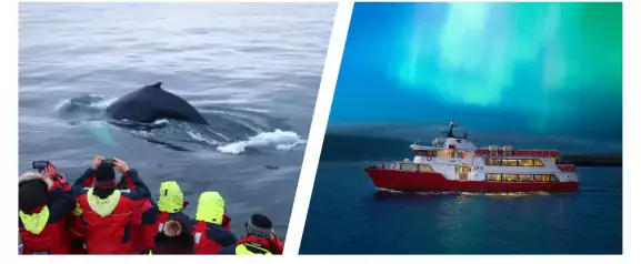whales and northern lights cruise combo