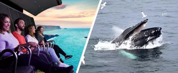 whales and flyover iceland combo tour 2