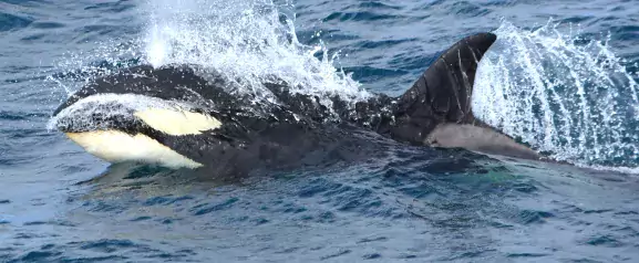 laki tours orca olafsvik