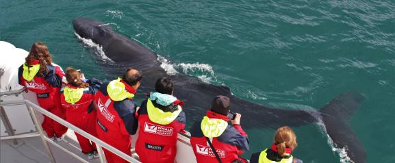 humpback whale swims calmly next to boat and passengers wearing red overalls