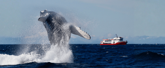humpback whale breaches in front of whale watching boat in iceland