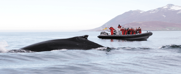Humpback whale surfaces in front of RIB boat, website thumbnail