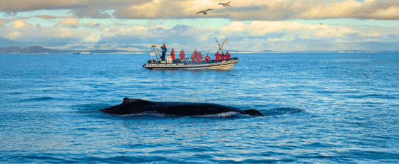 Elding premium whale watching tour