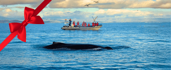 rvk classic whale watching gift card website tour image
