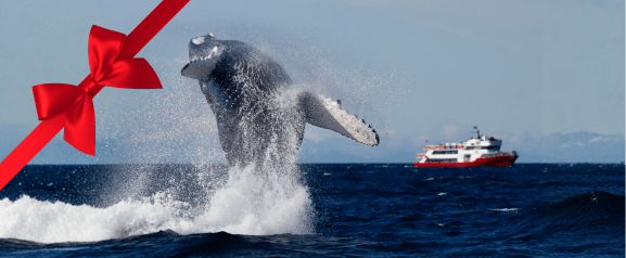 rvk classic whale watching gift card website tour image