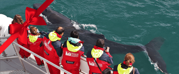 aey classic whale watching gift card website tour image