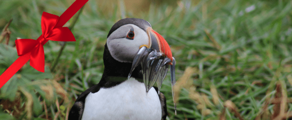 rvk classic puffin watching gift card website tour image