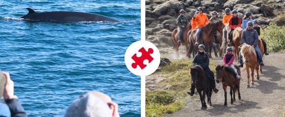 Reykjavík Whales & Horses