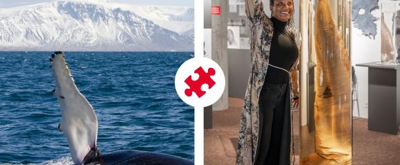 Whale Watching & Phallological Museum